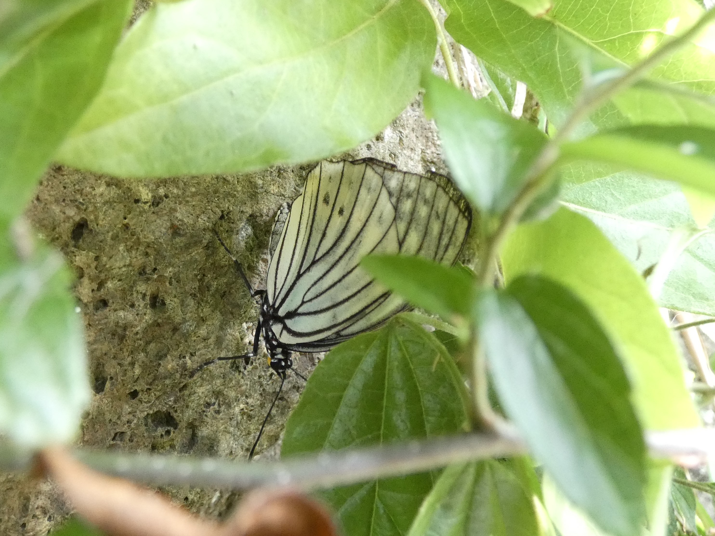 アカボシゴマダラの母